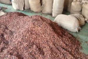 CACAO GRADE 1 ET 2 from Côte d'Ivoire